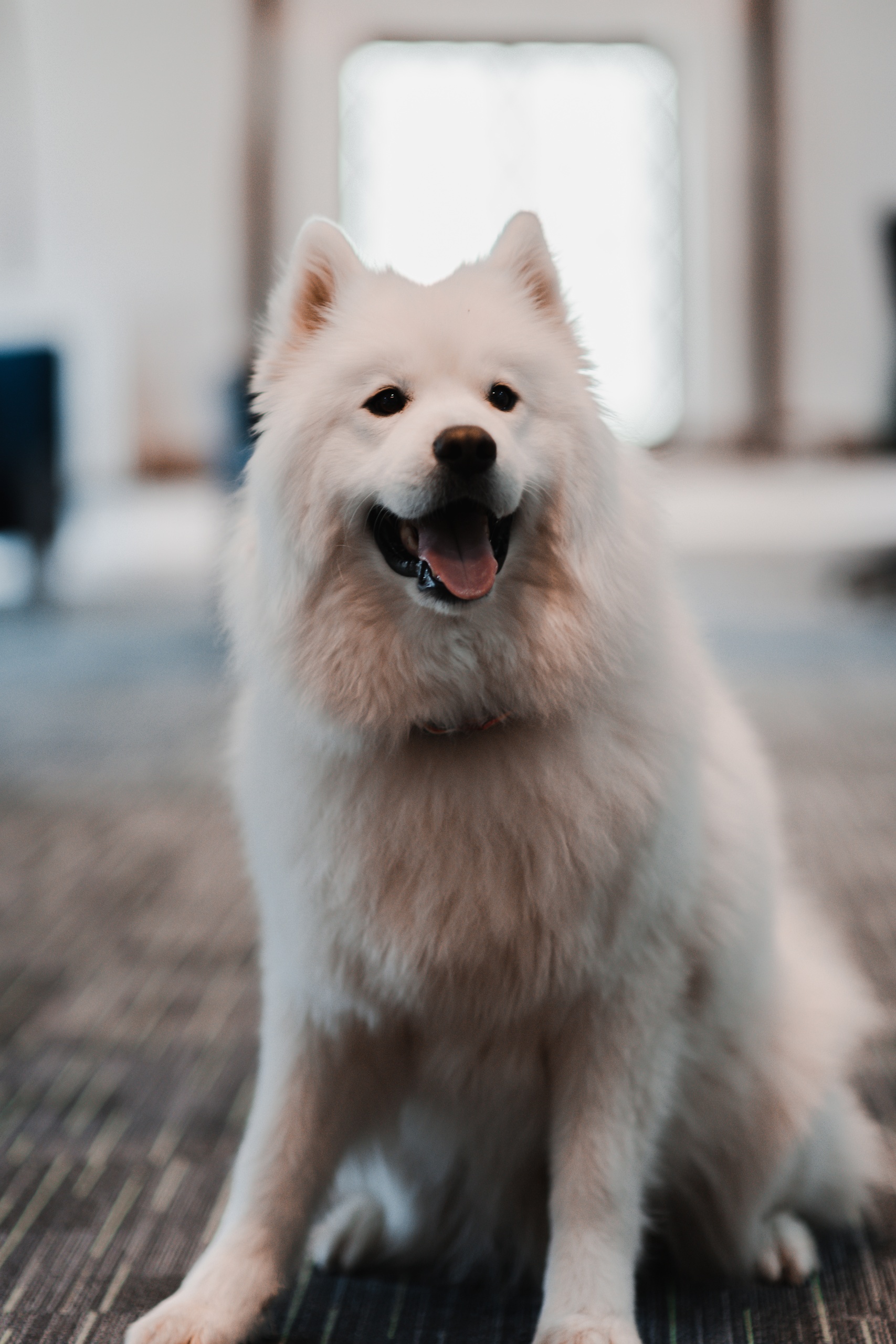Loki